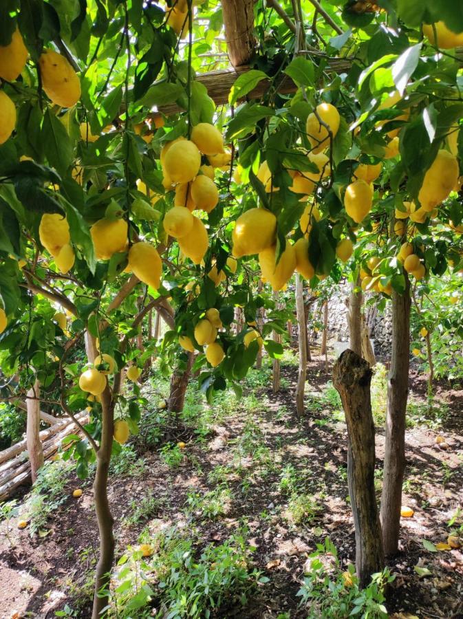 Eden Tra I Limoni Lägenhet Minori Exteriör bild